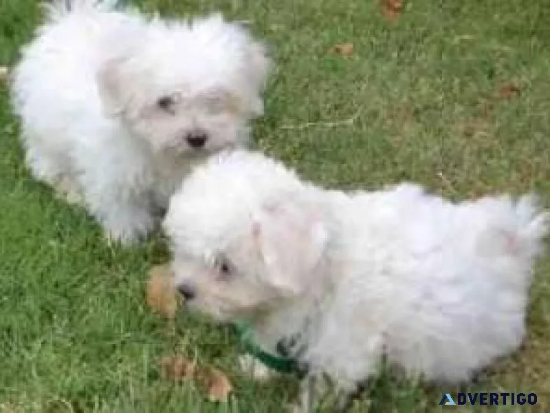 Quality Registered Maltese puppies