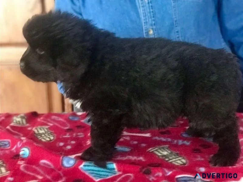 Precious Newfoundland Puppies