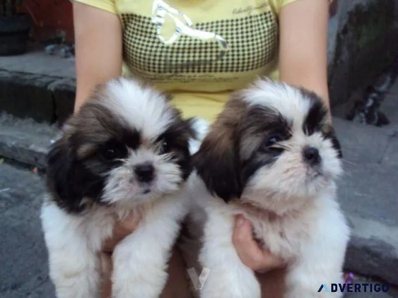 Lovely SHIH TZU PUPPIES