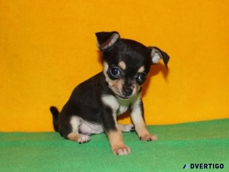Lovely Chihuahua Puppies