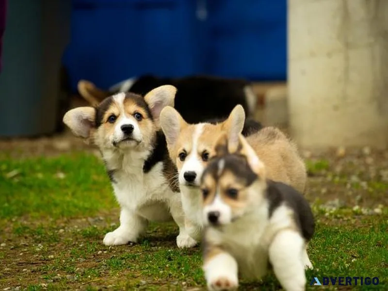 Precious Pembroke Welsh Corgi Puppies