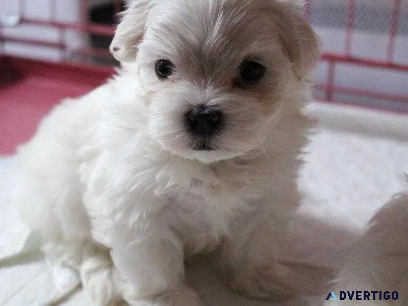 Beautiful Maltese Puppies