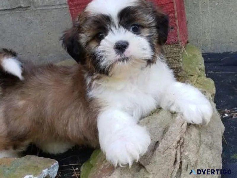 Precious SHIH TZU PUPPIES