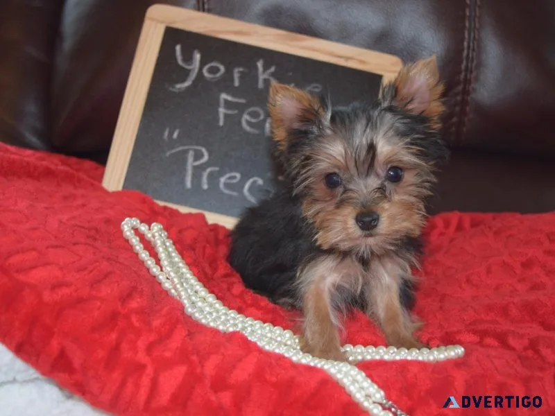 FEmale Yorkie Precious