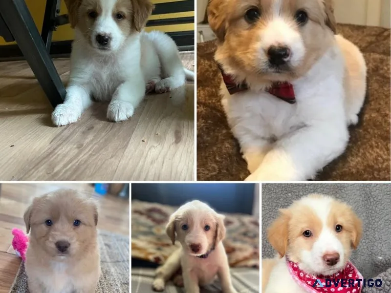 Goldador puppies