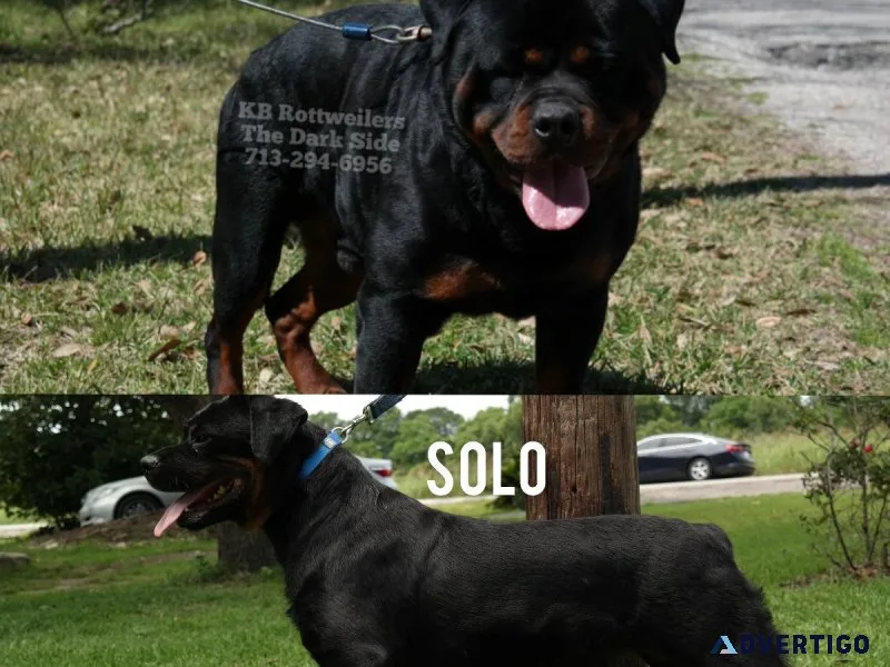 100% Pure German Rottweilers