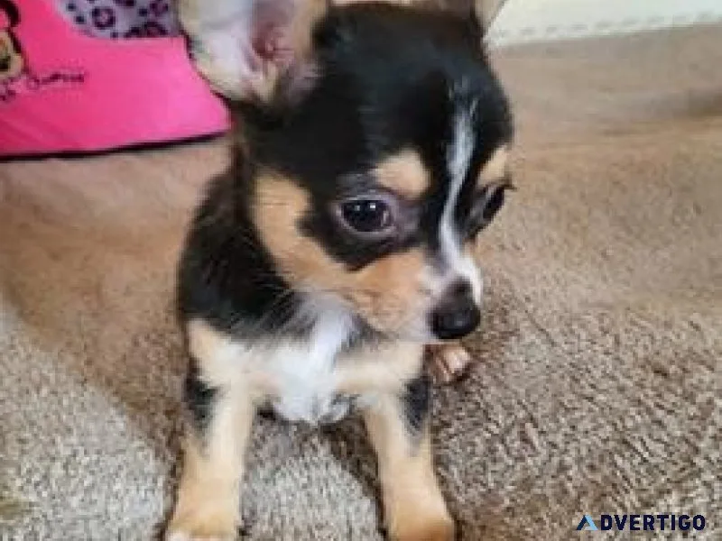 Gorgeous Chihuahua Puppies Available