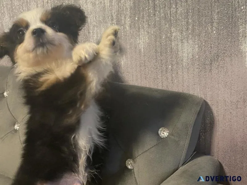 Registered tiny toy aussie