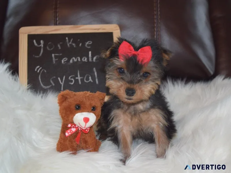 Yorkie Female Crystal
