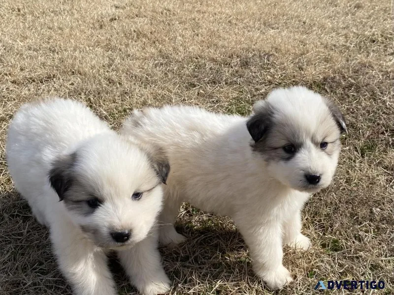 Great Pyrenees