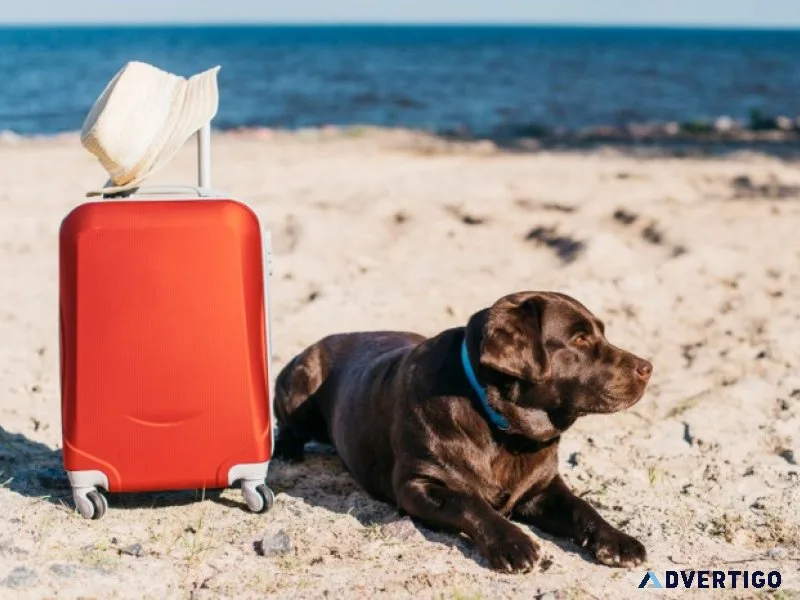 Remediovet: seamless pet relocation solutions