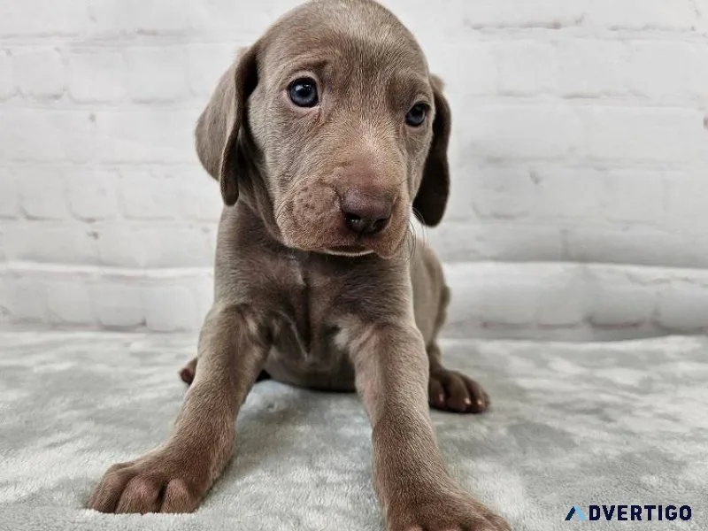 Socialize Weimaraner puppies