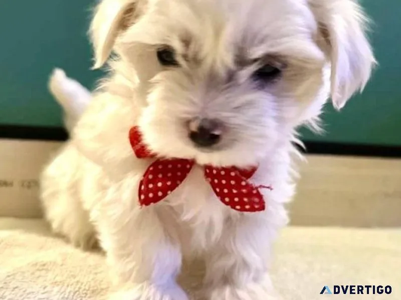 Male and female Maltese pups