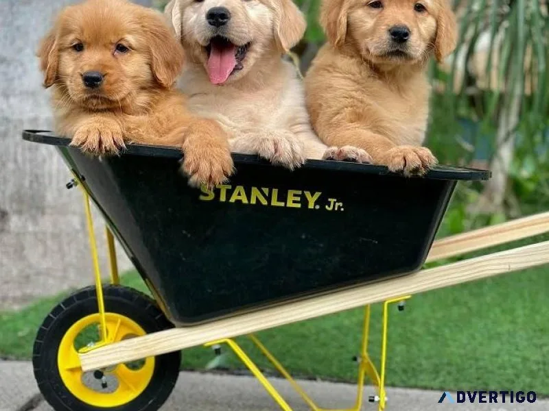 Quality Golden Retriever pups