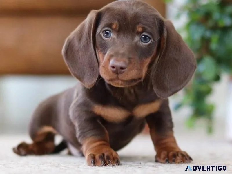 Avaiable Dachshund puppies