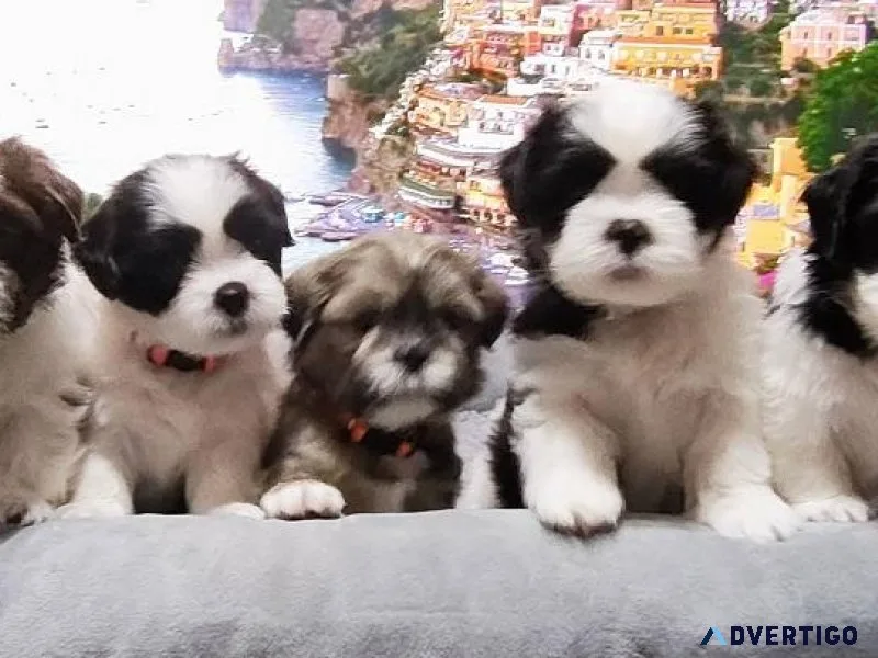 Adorable Shih Tzu pups