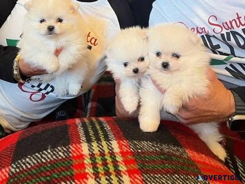 Pomeranian