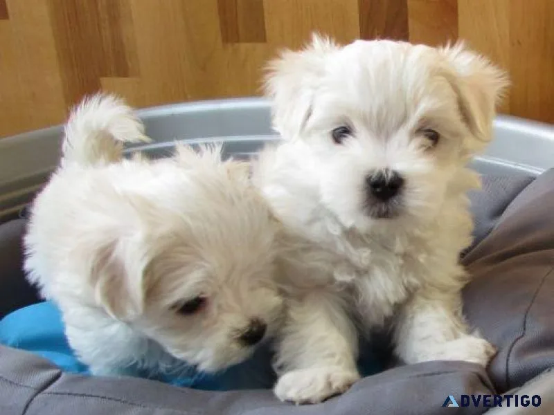 Adorable Teacup Maltese puppies