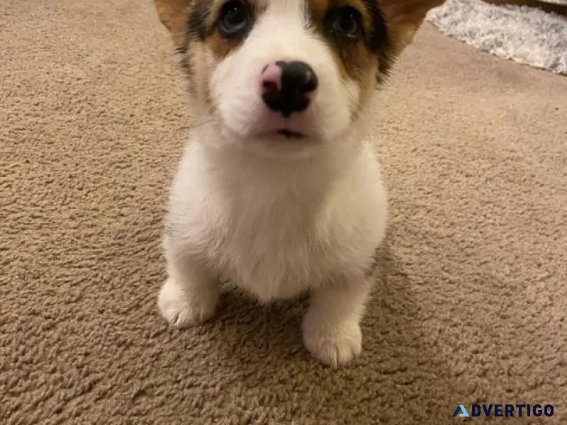 Gorgeous Pembroke Welsh Corgi puppies