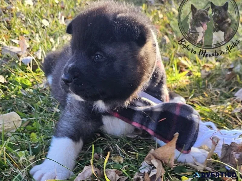 Akita puppies