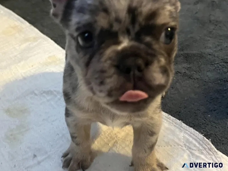AKC Male French Bulldog Pup