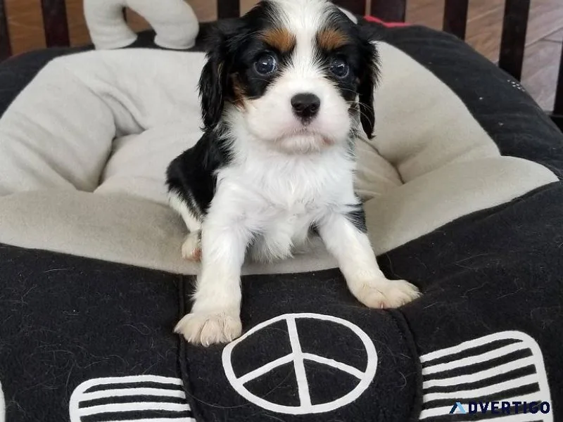Cavalier King Charles Spaniel puppies