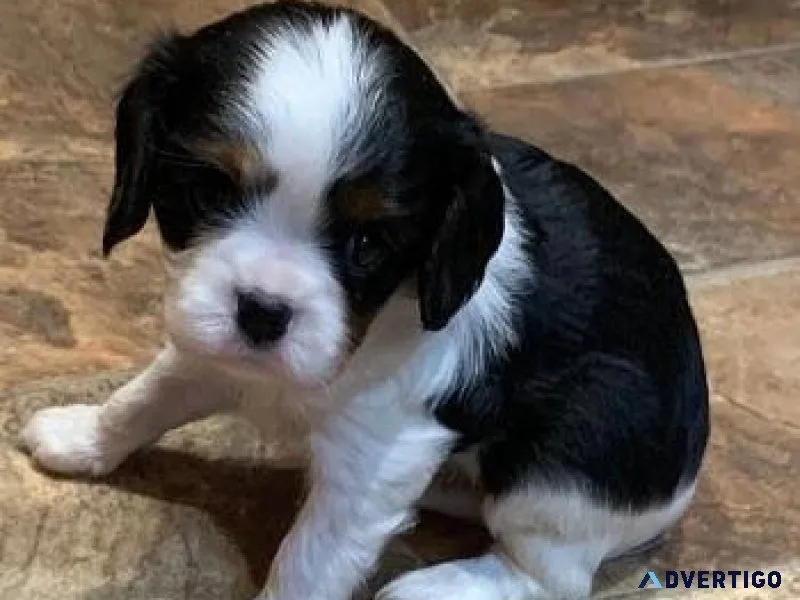 Adorable  Cavalier King Charles Puppies