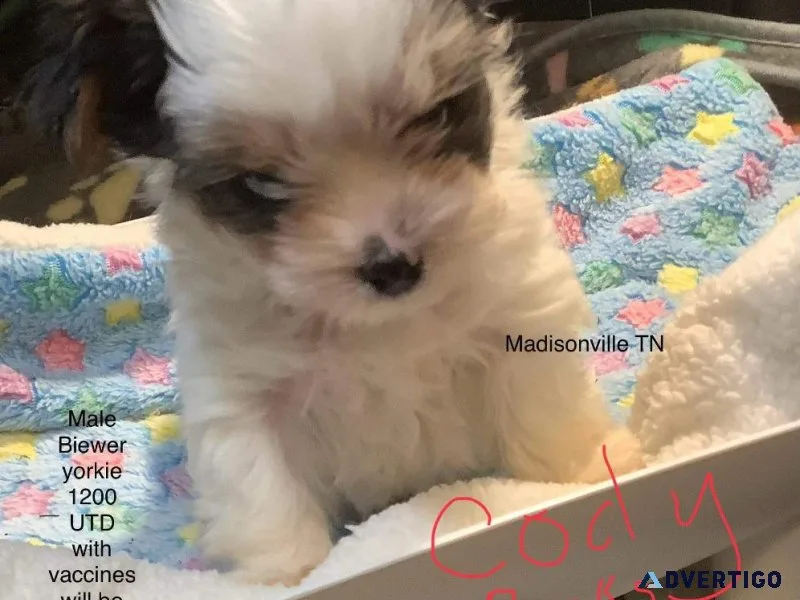 Yorkies biewer terriers males