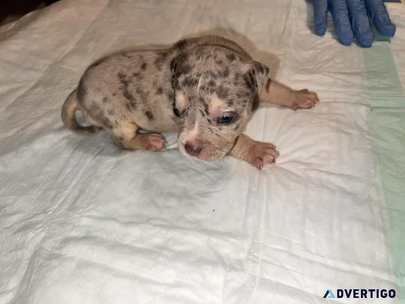 American Bully Hybrid Bull