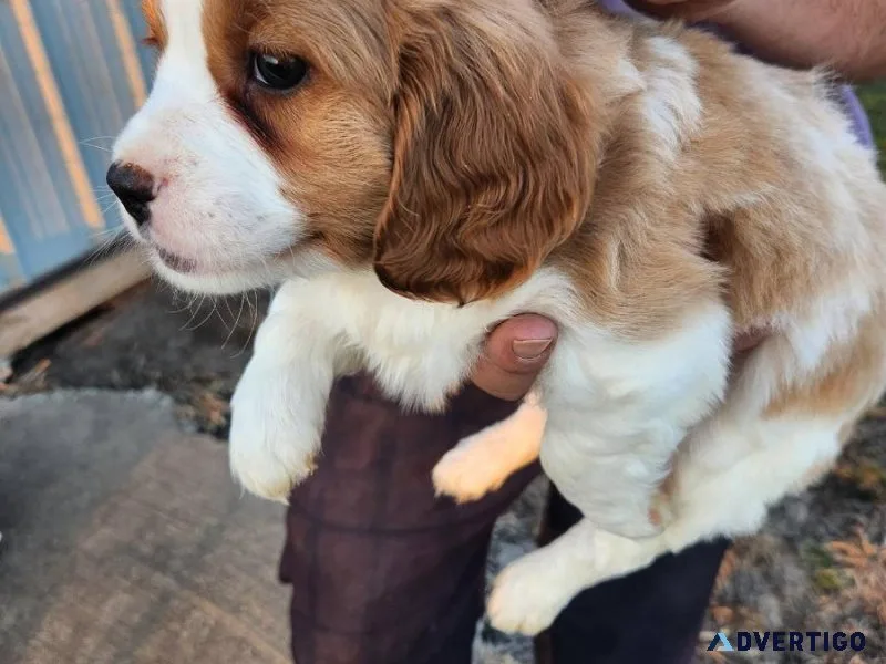 Purebred Cavalier King Charles Puppies