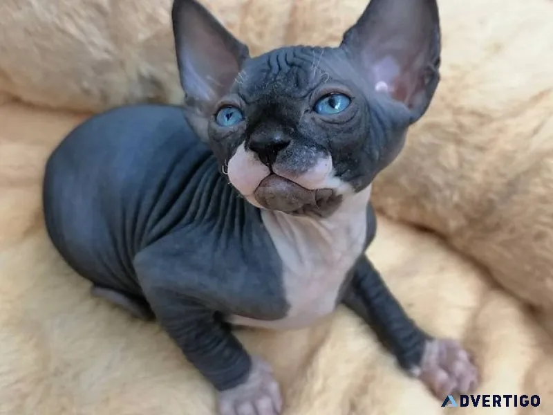 Hairless sphynx kittens for sale
