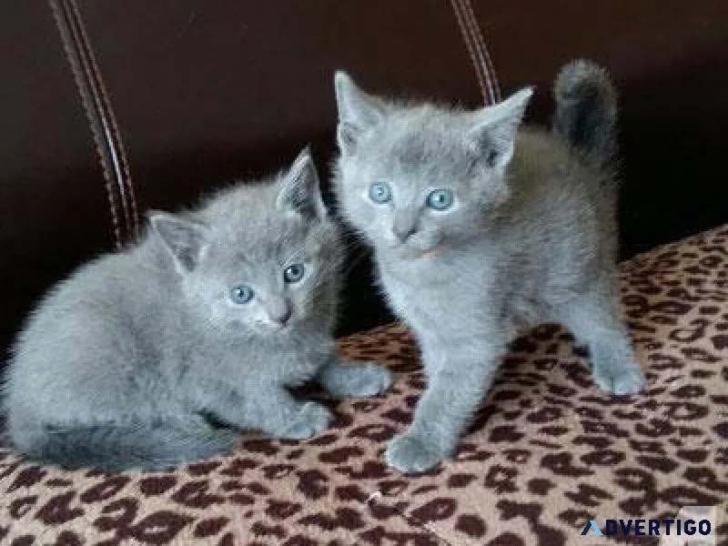Russian blue kittens available now