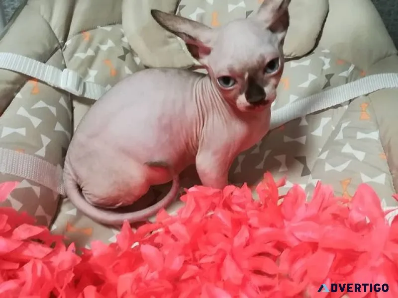 Sphynx kittens for sale