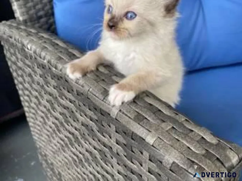Quality Ragdoll kittens available