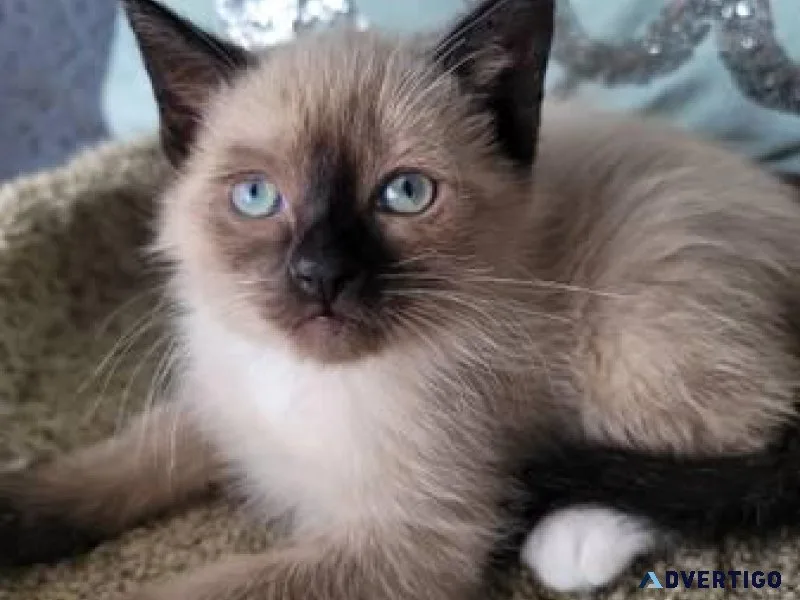 Siamese kittens now available