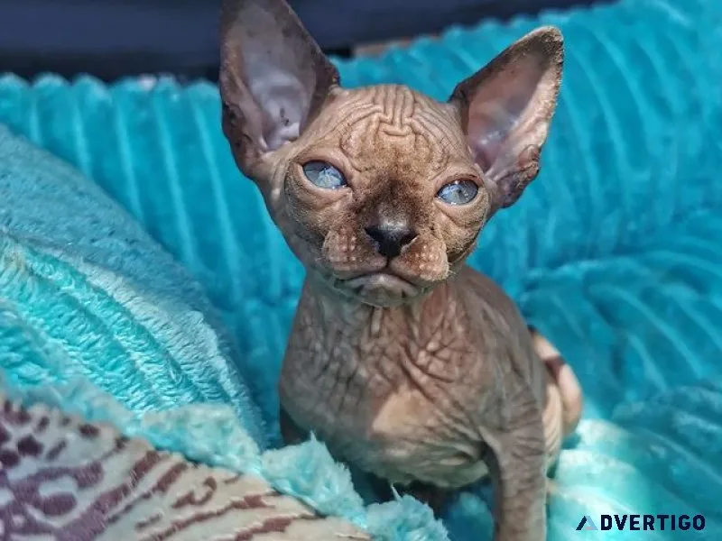 Sphynx kittens near me