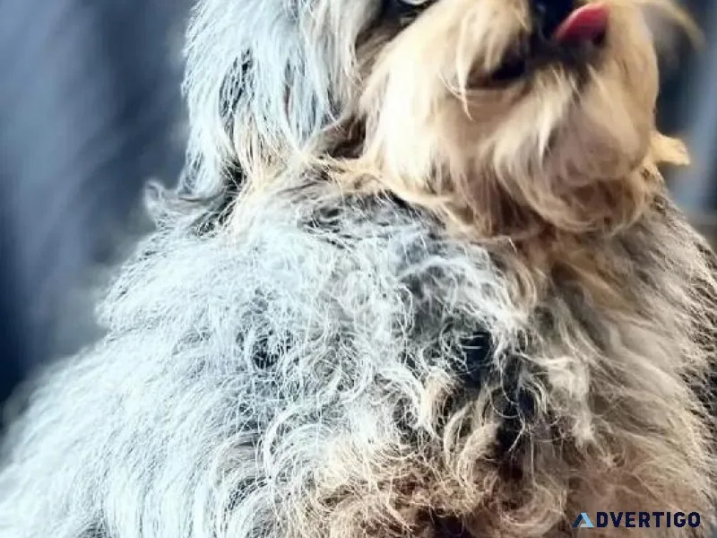 Tiny toy aussiedoodle