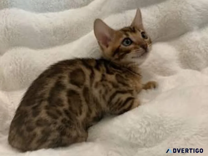 Playful bengal kittens available