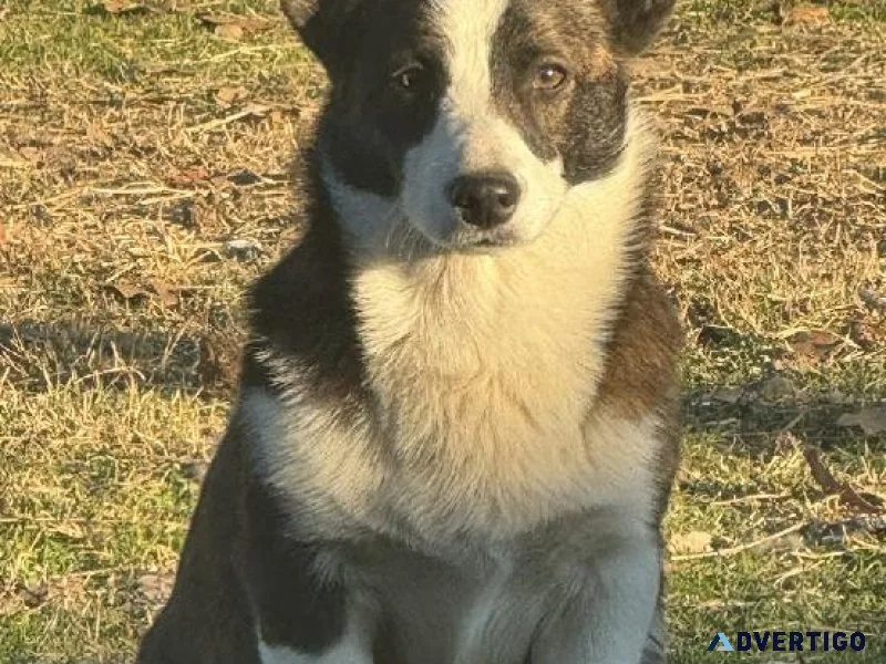 Registered brindle female corgi