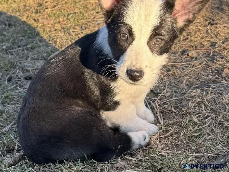 Gorgeous registered female corgi