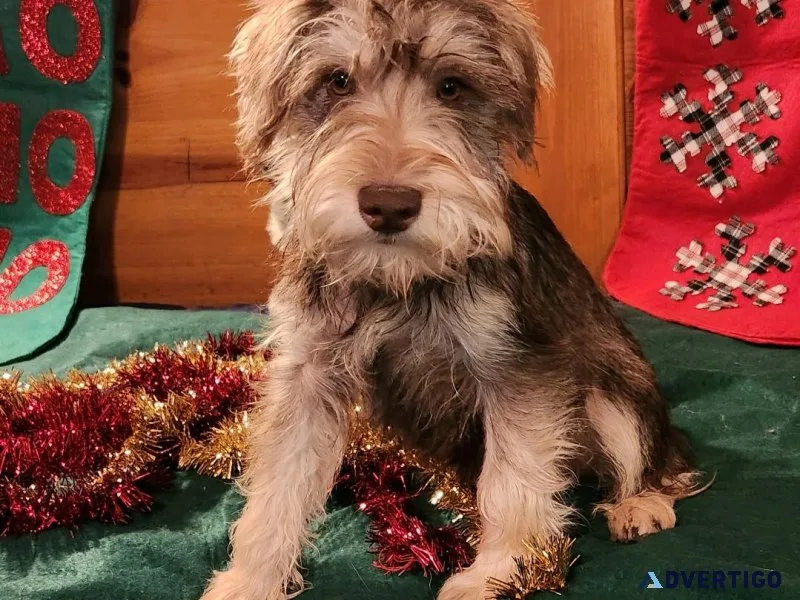 Min.Schnauzer puppies boys