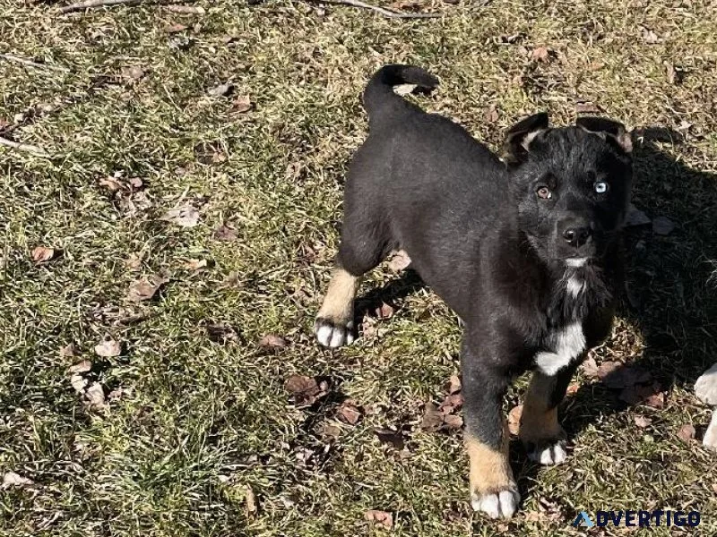 German shepherdHusky 9 weeks