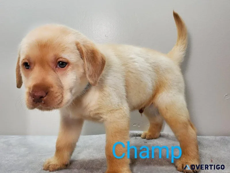 English AKC lab
