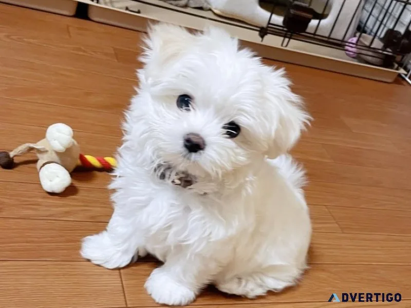 Cutest adorable teacup maltese puppies