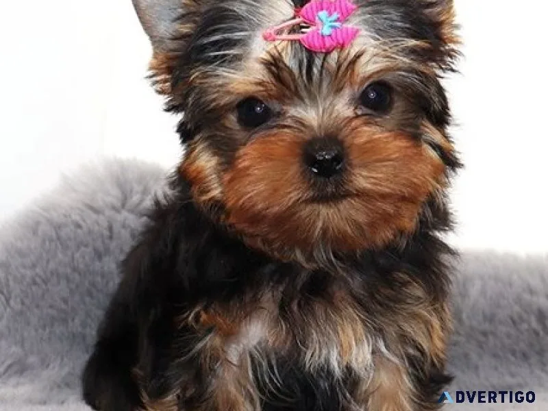 Super teacup-sized yorkie
