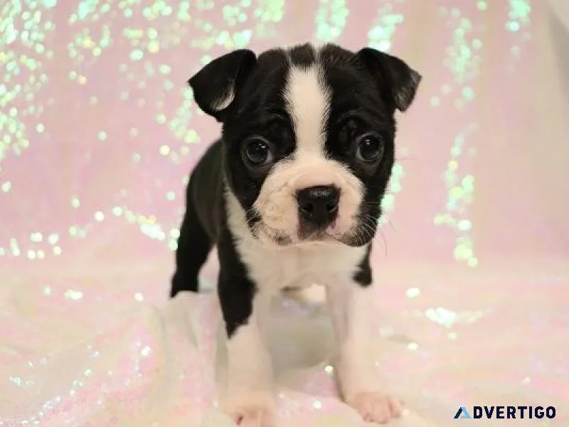 CKC Boston Terrier Puppies 