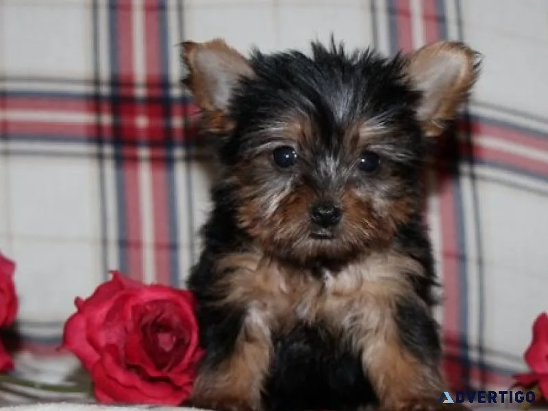 Pure bred yorkie puppies