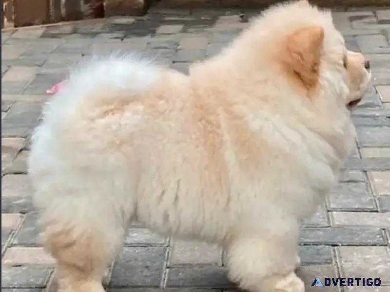 Chow Chow gorgeous CKC reg&rsquod cream male puppy
