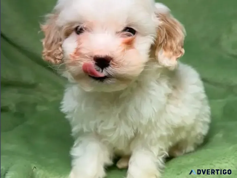 Cute Mini Female Cockapoo Rehoming