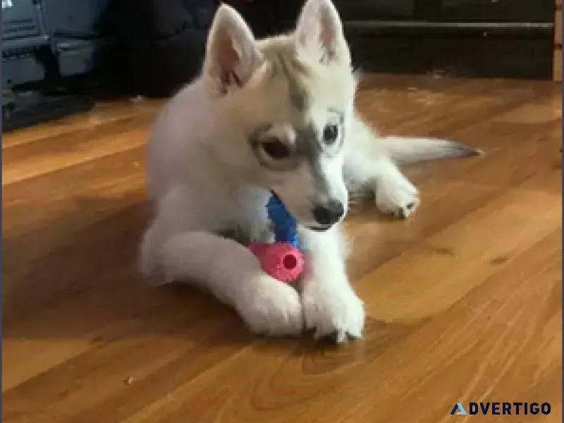 beautiful pomsky puppy